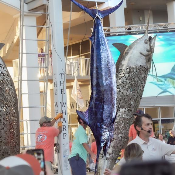 Blue Marlin Grand Championship at The Wharf